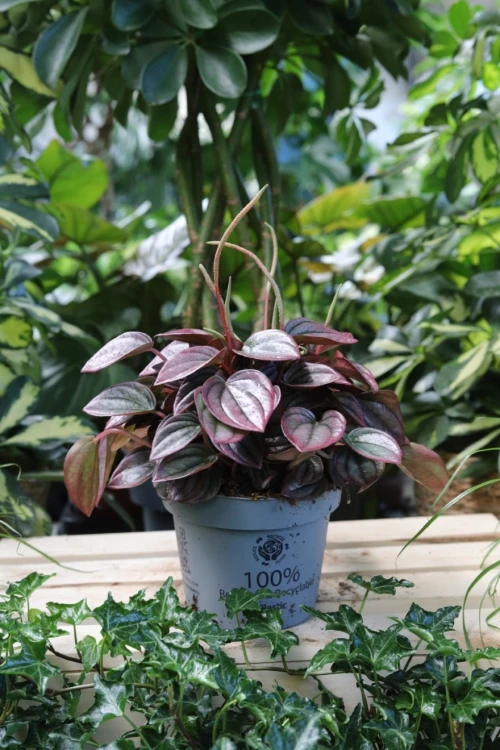 Peperomia caperata Cayenne (3).JPG