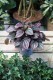 Peperomia caperata Cayenne (1).JPG