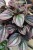 Peperomia caperata Cayenne (2).JPG
