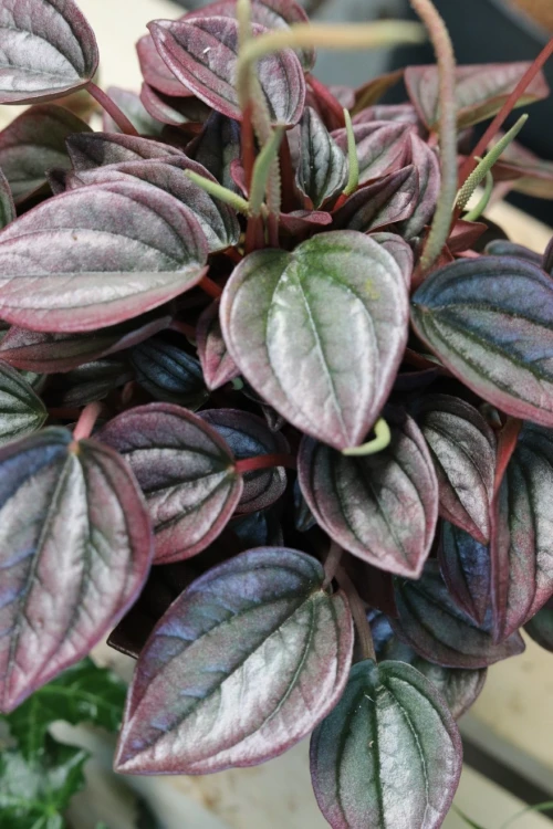 Peperomia caperata Cayenne (2).JPG