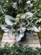 Begonia rex ‘Escargot' (Begonia Królewska) (2).JPG