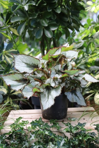Begonia rex ‘Escargot' (Begonia Królewska) (1).JPG