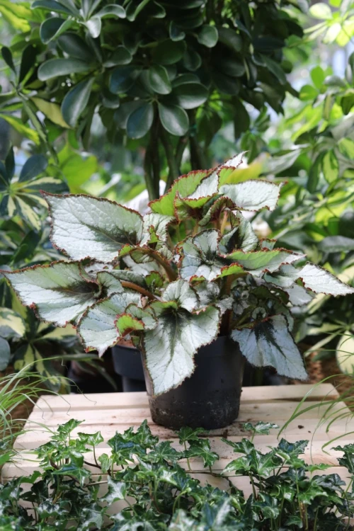 Begonia rex ‘Escargot' (Begonia Królewska) (1).JPG