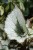 Begonia rex ‘Escargot' (Begonia Królewska) (3).JPG