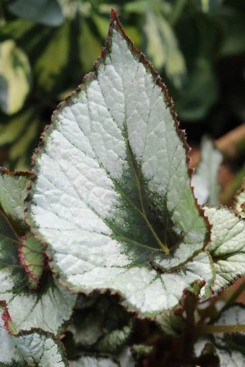 Begonia rex ‘Escargot' (Begonia Królewska) (3).JPG