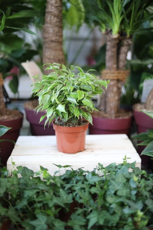 Ficus benjamina Kinky to kompaktowa roślina doniczkowa z drobnymi, zielono-kremowymi liśćmi – świetna do domu, biura czy na parapet.