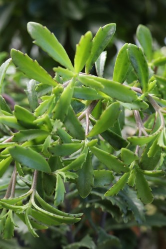 Kalanchoe laciniata 2.JPG