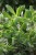 Kalanchoe laciniata 2.JPG