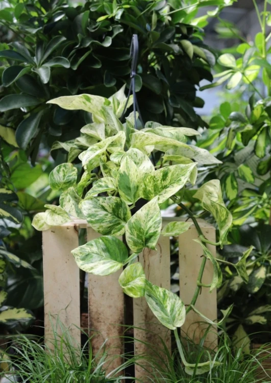 epipremnum snow queen xl (1).JPG