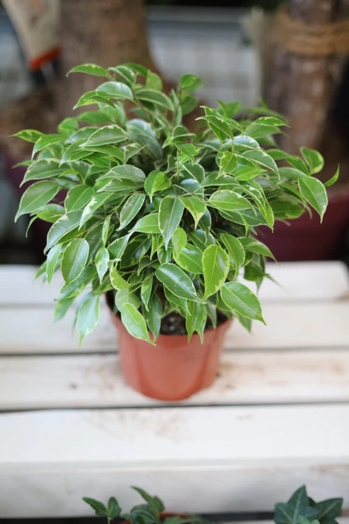 Ficus benjamina Kinky