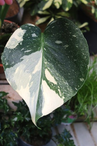 Monstera Thai Constellation L (3).JPG