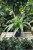Chlorophytum comosum Ocean (1).JPG