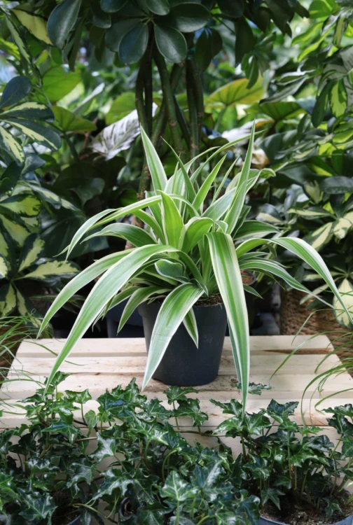 Chlorophytum comosum Ocean (1).JPG