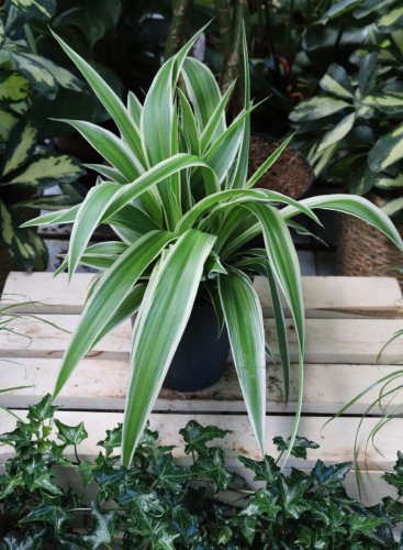 Chlorophytum comosum Ocean (3).JPG