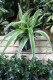 Chlorophytum comosum Ocean (2).JPG