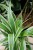 Chlorophytum comosum Ocean (4).JPG