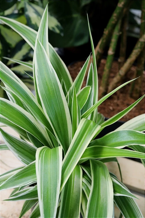 Chlorophytum comosum Ocean (4).JPG