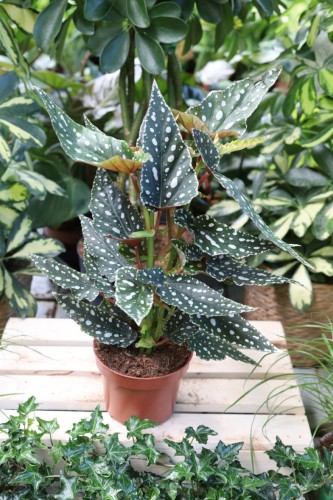 Begonia maculata ‘Spotlight Green’ 1.JPG