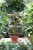 Begonia maculata ‘Spotlight Green’ 2.JPG