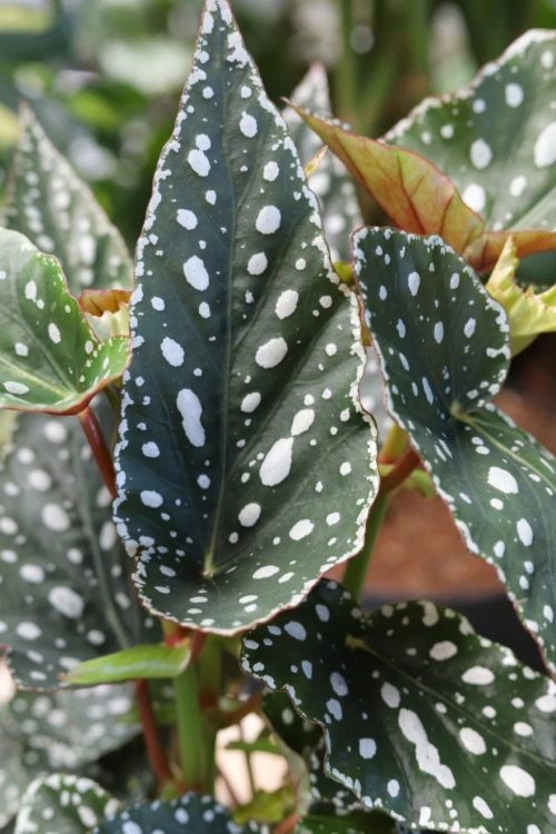 Begonia maculata ‘Spotlight Green’ 3.JPG