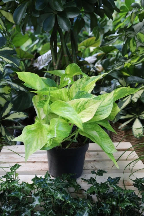 Epipremnum Hicolor (1).JPG