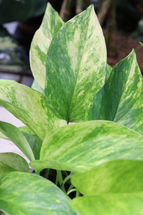 Epipremnum Hicolor (4).JPG