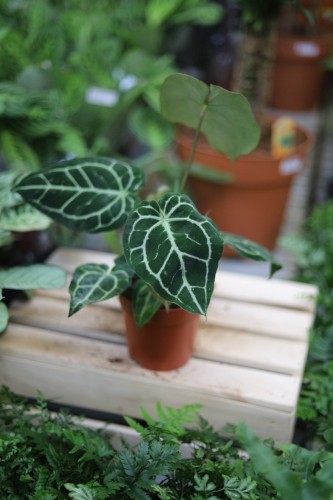 Anthurium Clarinevium (2).JPG