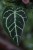 Anthurium Clarinevium (3).JPG
