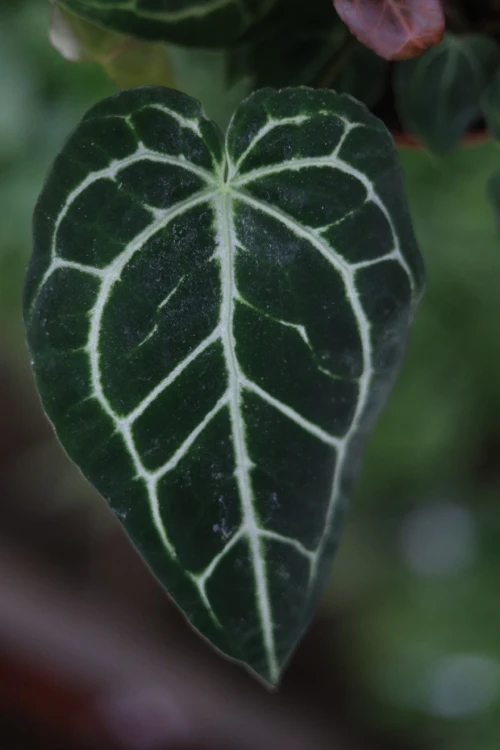 Anthurium Clarinevium (3).JPG