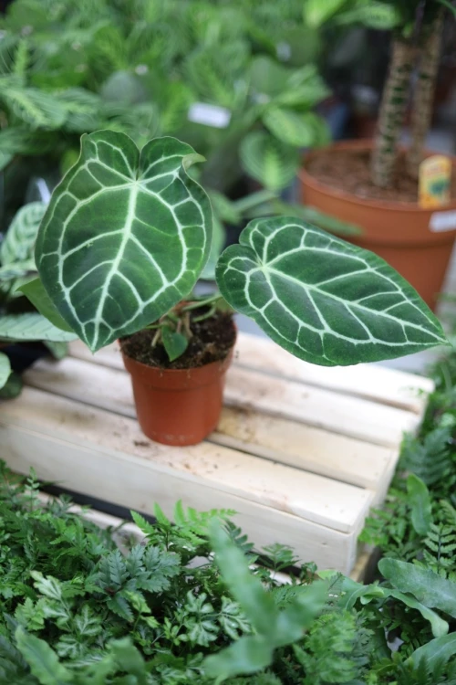 Anthurium Crystalinum (2).JPG
