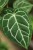 Anthurium Crystalinum (4).JPG