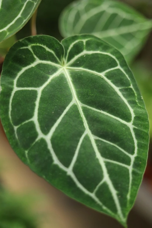 Anthurium Crystalinum (4).JPG