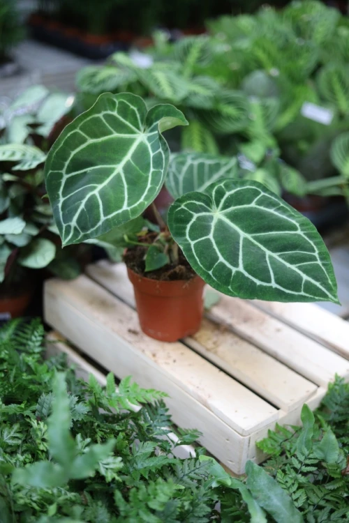 Anthurium Crystalinum (1).JPG