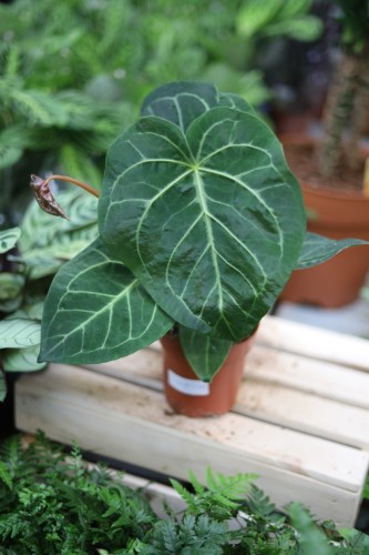 Anthurium Magnificum (2).JPG