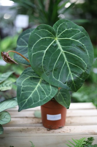 Anthurium Magnificum (1).JPG