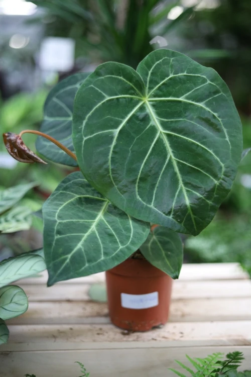 Anthurium Magnificum (1).JPG