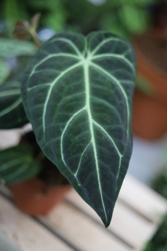 Anthurium Regale (3).JPG