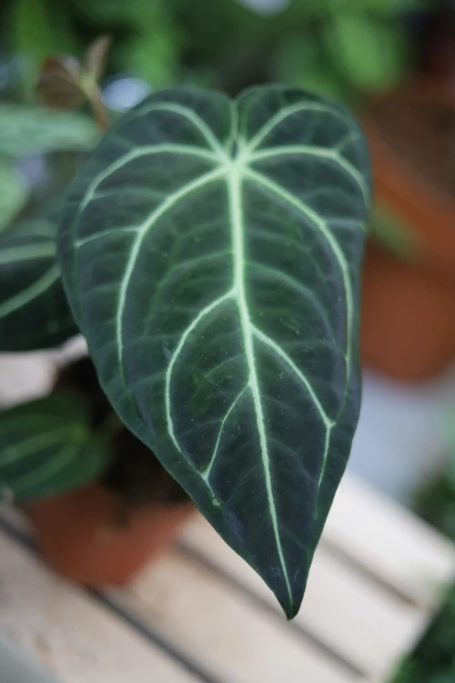 Anthurium Regale (3).JPG