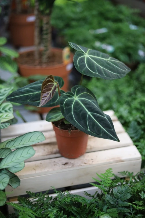 Anthurium Regale (1).JPG