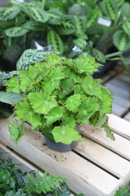 Begonia Lima Love (2).JPG