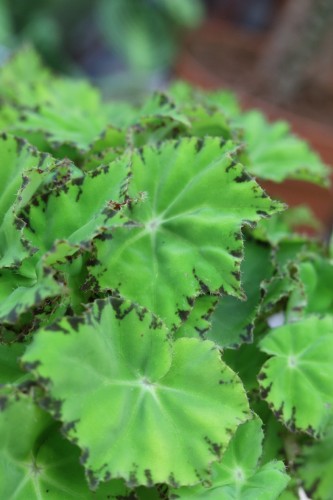 Begonia Lima Love (3).JPG