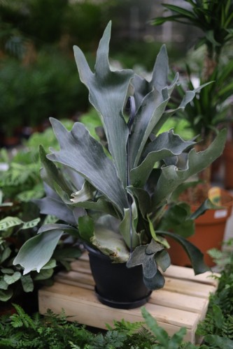 platycerium bifurcatum xl (2).JPG