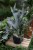 platycerium bifurcatum xl (2).JPG