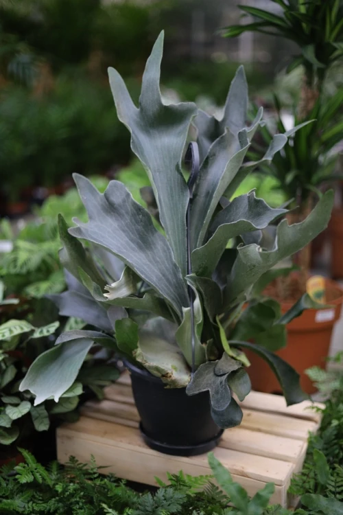 platycerium bifurcatum xl (2).JPG