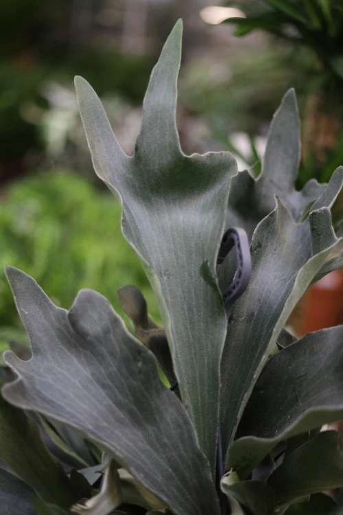platycerium bifurcatum xl (3).JPG