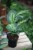 dieffenbachia tropic snow (3).JPG