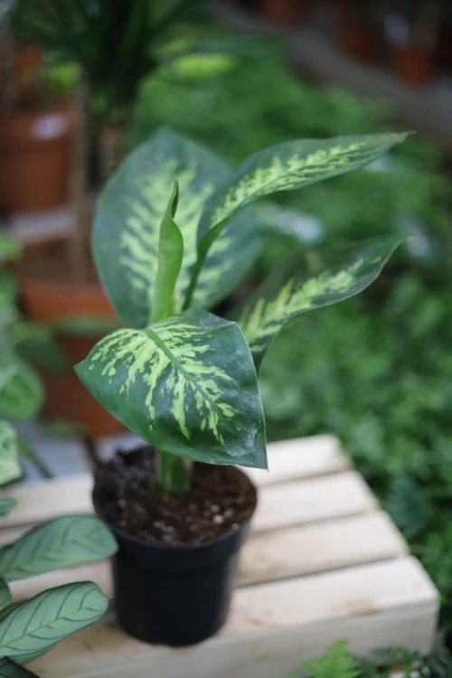 dieffenbachia tropic snow (3).JPG