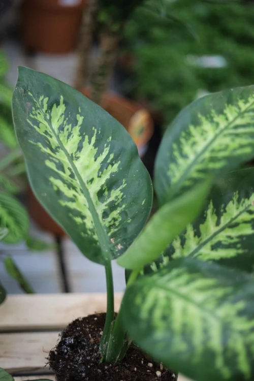 dieffenbachia tropic snow (1).JPG