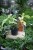 Philodendron Florida Ghost (1).JPG