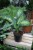 dieffenbachia tropic snow (2).JPG